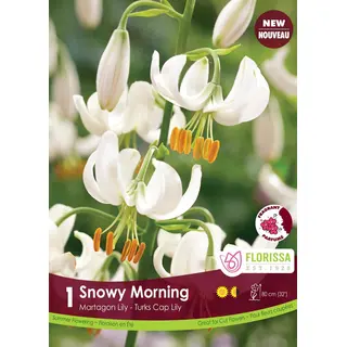 Lily - 'Snowy Morning' 1/pkg