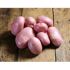 POTATO RED OG | 50 LBS / SIZE A