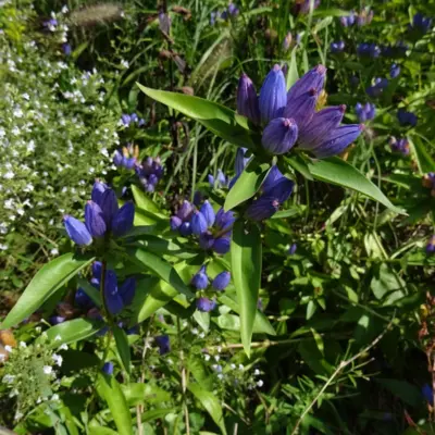 Bottle Gentian (Seed)