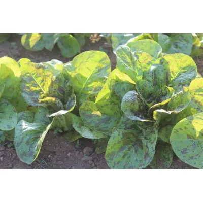 Lettuce - Flashy Butter Gem (Seed)