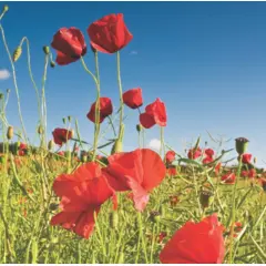 Poppy - Oriental Mix (Bulk Seed)