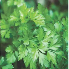 Herb - Italian Parsley (Bulk Seed)