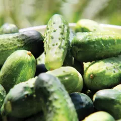 Cucumber - Wisconsin SRM 58 (Bulk Seed)