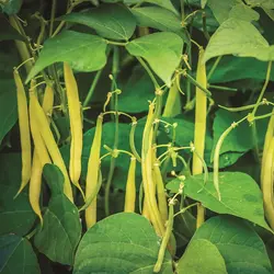 Bean - Gold Rush (Bulk Seed)