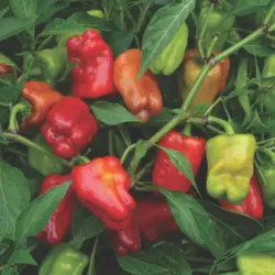 Sweet Pepper - Cajun Belle (Bulk Seed)