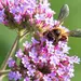 Verbena (Seed)