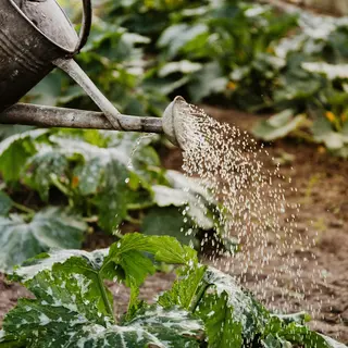 Water Soluble Fertilizer