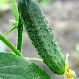 Cucumber - Bush Champion (Seed)
