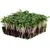 SPICY MICROGREEN BLEND 100G