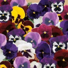 Pansy - Swiss Giants Mix (Bulk Seed)