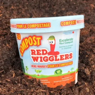 Red Wiggler Worms