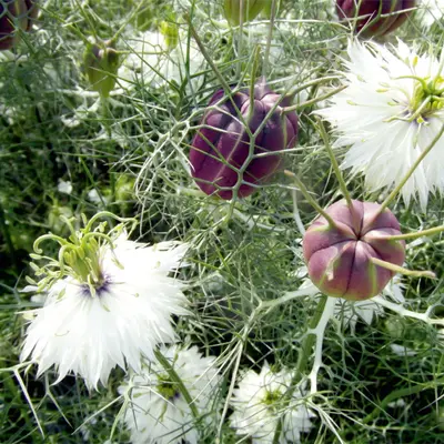 Nigella - Albion Black (Seed)