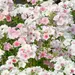 Phlox - Blushing Bride (Seed)