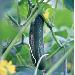 Cucumber - Straight 8 (Bulk Seed)