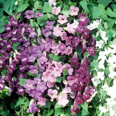 Asarina - Formula Mix (Seed)