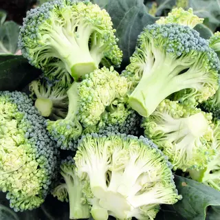 Broccoli - Stromboli (Seed)