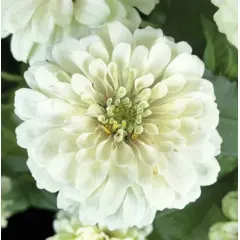 Zinnia - Benary's Giant White (Bulk Seed)