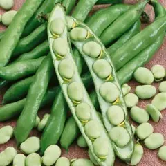 Bean - Broad Windsor Conqueror (Bulk Seed)