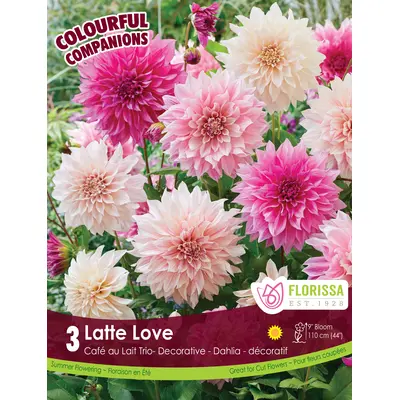Dahlia Mix - 'Latte Love' 3/pkg