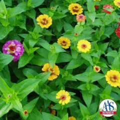 Zinnia - Thumbelina (Bulk Seed)