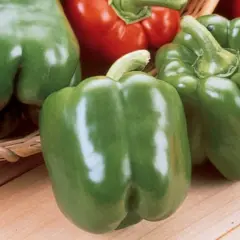 Sweet Pepper - King Arthur Hybrid (Bulk Seed)