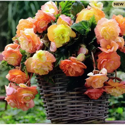 Begonia - 'Splendide Ballerina' 1/pkg