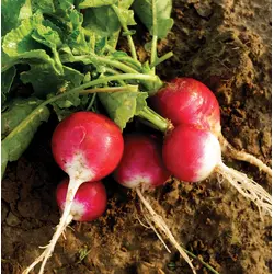 Radish - Sparkler White Tipped (Bulk Seed)