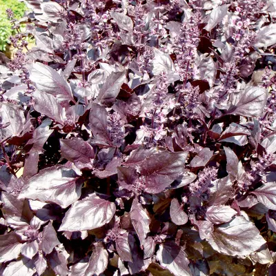 Herb - Basil - Round Midnight (Seed)