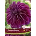 Dahlia - 'Thomas Edison' 1/pkg