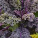 Kale - Curly Scarlet (Seed)