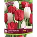 Tulip Mix - 'Canadian Eh!' 16/pkg