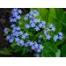 Forget-Me-Not - Spring Symphony Blue (Seed)