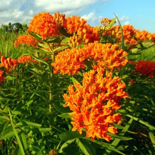 Butterfly Milkweed (Seed)