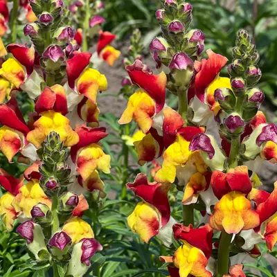 Snapdragon - Mango Twist (Seed)