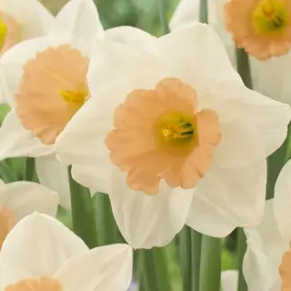 Daffodil - 'Peaches & Cream' 8/pkg
