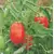 TOMATO ROMA  VF 5G