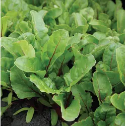 Swiss Chard - Fire Fresh Baby Leaf (Bulk Seed)