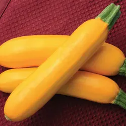 Summer Squash - Z'oro Hybrid (Bulk Seed)