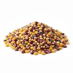 POPCORN CORN MULTI-COL OG | 25 LBS