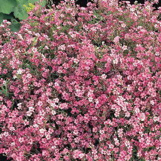 Baby's Breath - Rose (Seed)