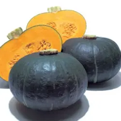 Winter Squash - Sweet Mama Hybrid Buttercup (Bulk Seed)