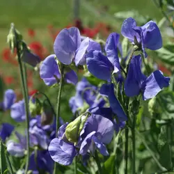 Sweet Pea - Lady Grizel Hamilton (Bulk Seed)