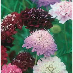 Scabiosa - Imperial Tall Mix (Bulk Seed)