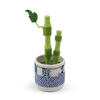 Figurine Potted Lucky Bamboo