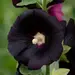 Hollyhock - Black Knight (Seed)