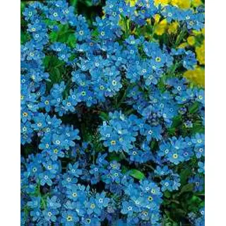 Forget-Me-Not Myosotis Blue (Seed)
