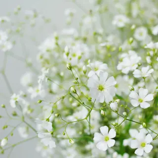 Baby's Breath - Covent Garden White (Seed)