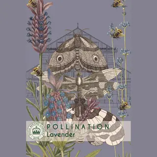 Lavender - Munstead (Seed)