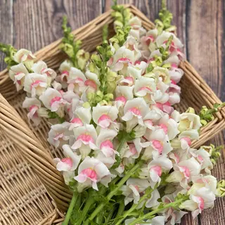Snapdragon - Apple Blossom Potomac (Seed)