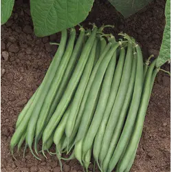 Bean - Valentino (Bulk Seed)